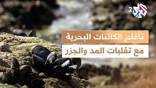 وثائقي l تعيش ملتصقة كأنها جزء من الصخر.. هكذا تتأقلم هذه الكائنات البحرية مع تقلبات المد والجزر