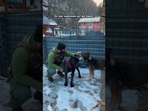 Leben retten ๐ซถ๐ป TEIL 3 #savethedogsbih #pleasehelp #pleasedonate #animals #streetdogs #rescueddogs