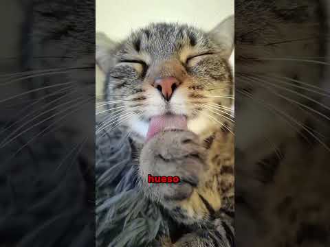 El Secreto de la Lengua de los Gatos: Como una Lija! 😺👅