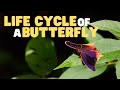 Butterfly Facts and Trivia