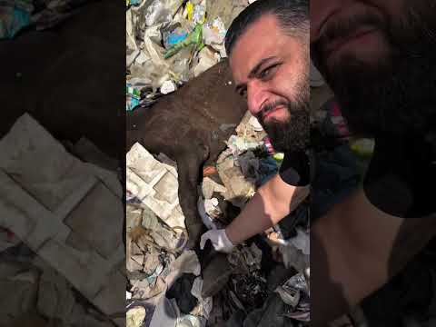 The owner threw the horse in the garbage dump,because it was no longer able to workHow heartbreaking