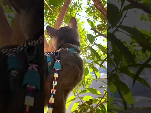 Coloquei uma câmera na coleira do meu gato e esse foi o resultado 😱
