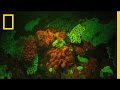 Biofluorescence and Its Applications