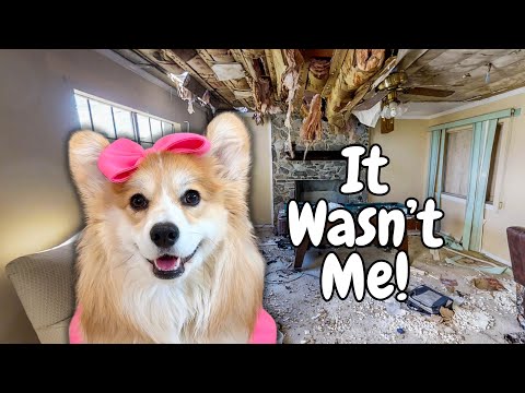 Our home is a disaster!