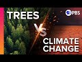 Impact of Trees on Climate Change