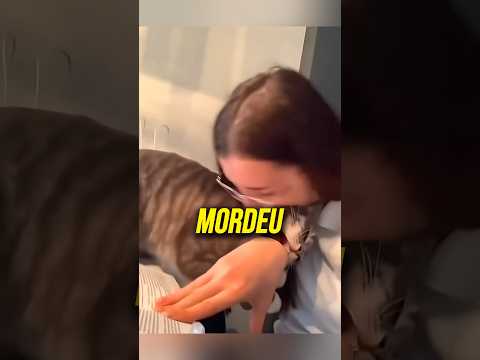 Os Melhores Momentos dos Gatos!😹 #curiosidades #gatos