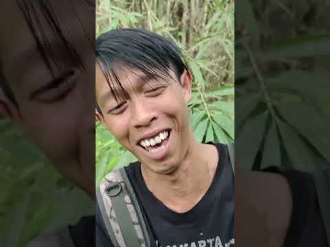 Ciuman si ular Hijou