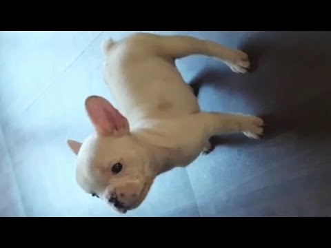 French Bulldogs For Sale In Ohio Rescue 07 2021