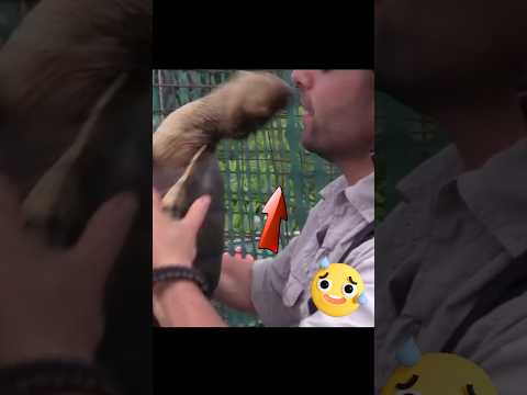 Este tipo casi pierde la nariz #tortugamordedora #tortugas