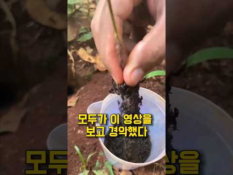 모두가 경악한 "전설의 채집 기술"