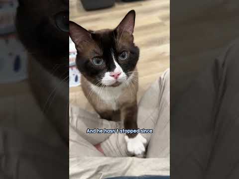 “Aggressive” Bruno’s 1-month Transformation #catoftheday #catlovers #cutecat @kittyboyandfriends