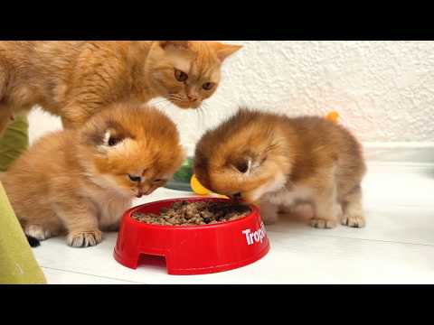 Kittens taste food for the first time and wash their paws like mom cat