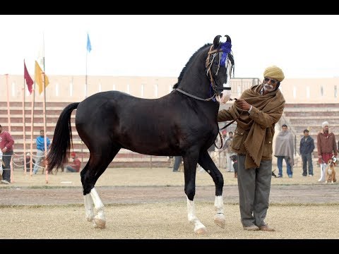 الخيل العربي - السلالات الأصيلة لـ الخيول العربية والفرق بينهم