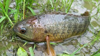 Catching Climbing Perch Fishing in rainy weather | Daily Life Fishing in Rainy Season  #fishing