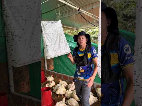 Esta Es La Mejor Forma De Eliminar Las Moscas  #losbarrerita #campo #vida #tendencia