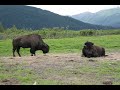 Ecosystem Roles and Threats