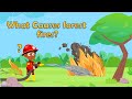Understanding Forest Fires