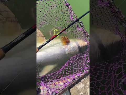 อิเล็กต้าเมเจอร์V3ตึงๆ