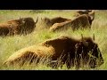 The Sacred Connection: Native Americans and the Buffalo