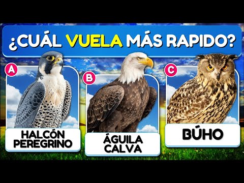 ✅31 Preguntas Sobre las "AVES" 🐓🦉🦆 | Test/Trivia/Quiz