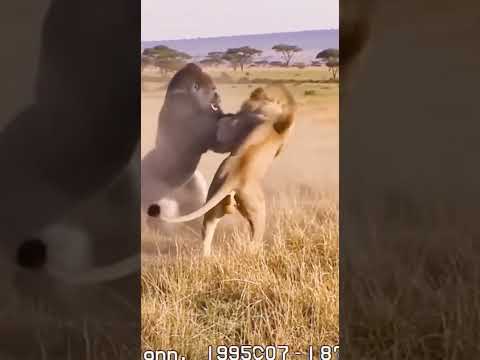 Lion vs gorilla #wildlife #animals #shorts