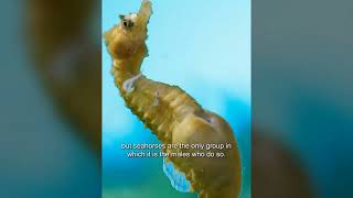 Miracle of Nature: Witnessing Seahorse Birth - A Fascinating Underwater Journey