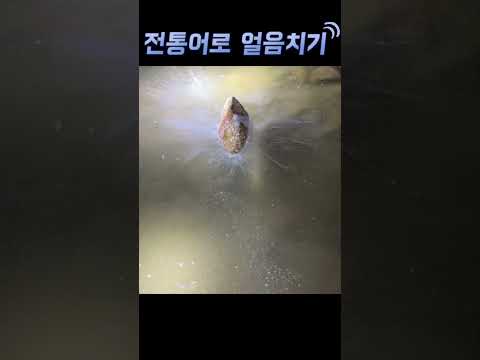 가물치들은 멘탈이 완전히 나가버렸습니다.