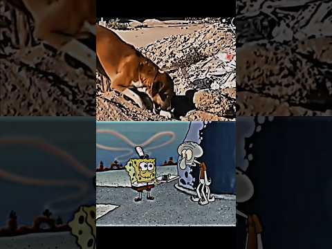 Dog buried his Cat friend❤️‍🩹 #sad
