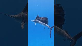 Fastest Fish In The Ocean..