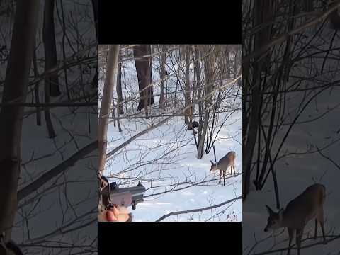 Hunting deer on snow #hunting #deer#moose#chasse
