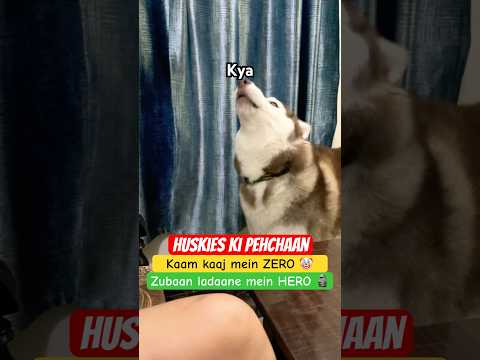 Arguments karna koi HUSKY se seekhe 🤦🏻‍♀️😂🚨 #talkinghusky #funnydog #dogmomlife