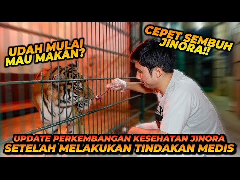 UPDATE PERKEMBANGAN JINORA SETELAH TINDAKAN MEDIS ! MEMBAIK ATAU MEMBURUK YA ?!
