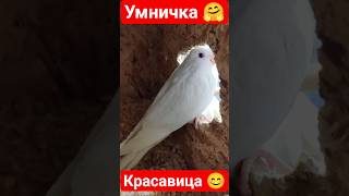 #bird #попугай #animals #parrots #попугай #love  #shorts#short #youtube #youtubeshorts #cocktail #yt
