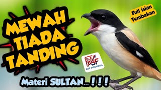 Mewah parah ! MASTERAN CENDET FULL ISIAN TEMBAKAN KEKINIAN‼️