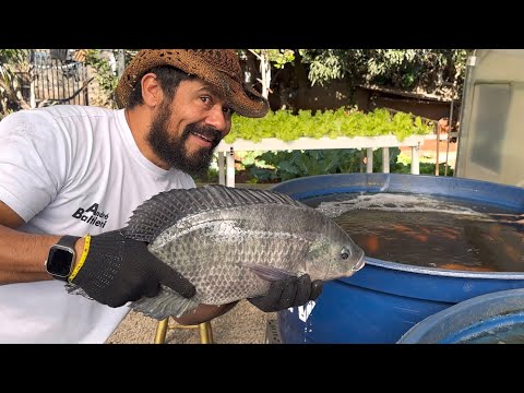 Como Montar Criação de Peixes em Caixas D’água /. Projeto em 3D com todas as informações!
