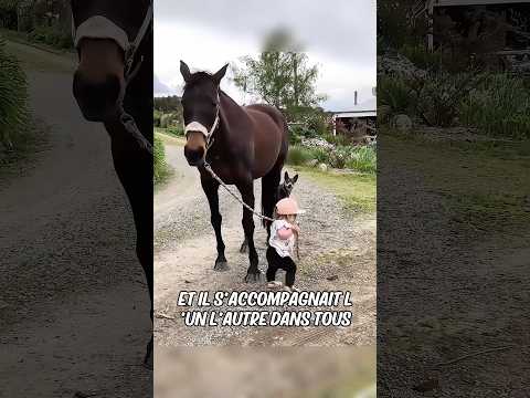 Un cheval embrasse une femme enceinte tous les jours