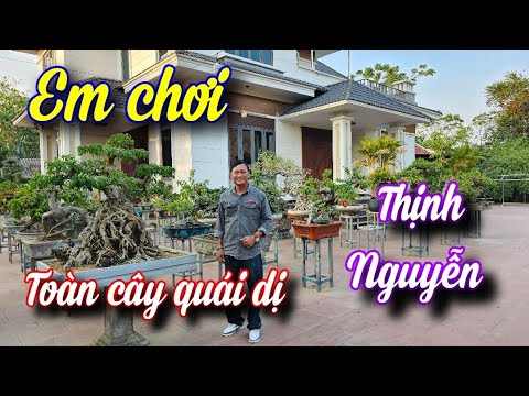 SH.9659. Anh này toàn chơi gu cây Quái dị mà giá cũng rất hợp lí đấy anh em.