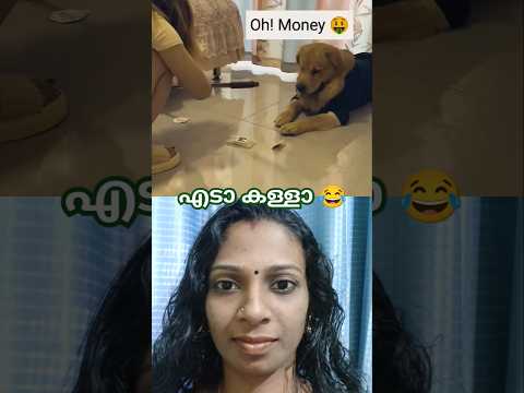 അഭിനയം കണ്ടോ 😂 #dog #pets #petlover #puppy #love #malayalamreaction #doglover #labrador