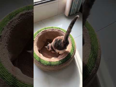 Cat tunnel bed #cat #petpet #catlover