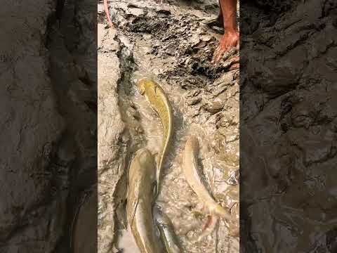 Amazing Fishing Video From Muddy #fishing #fishingvideo #fish #catfish #bigfish