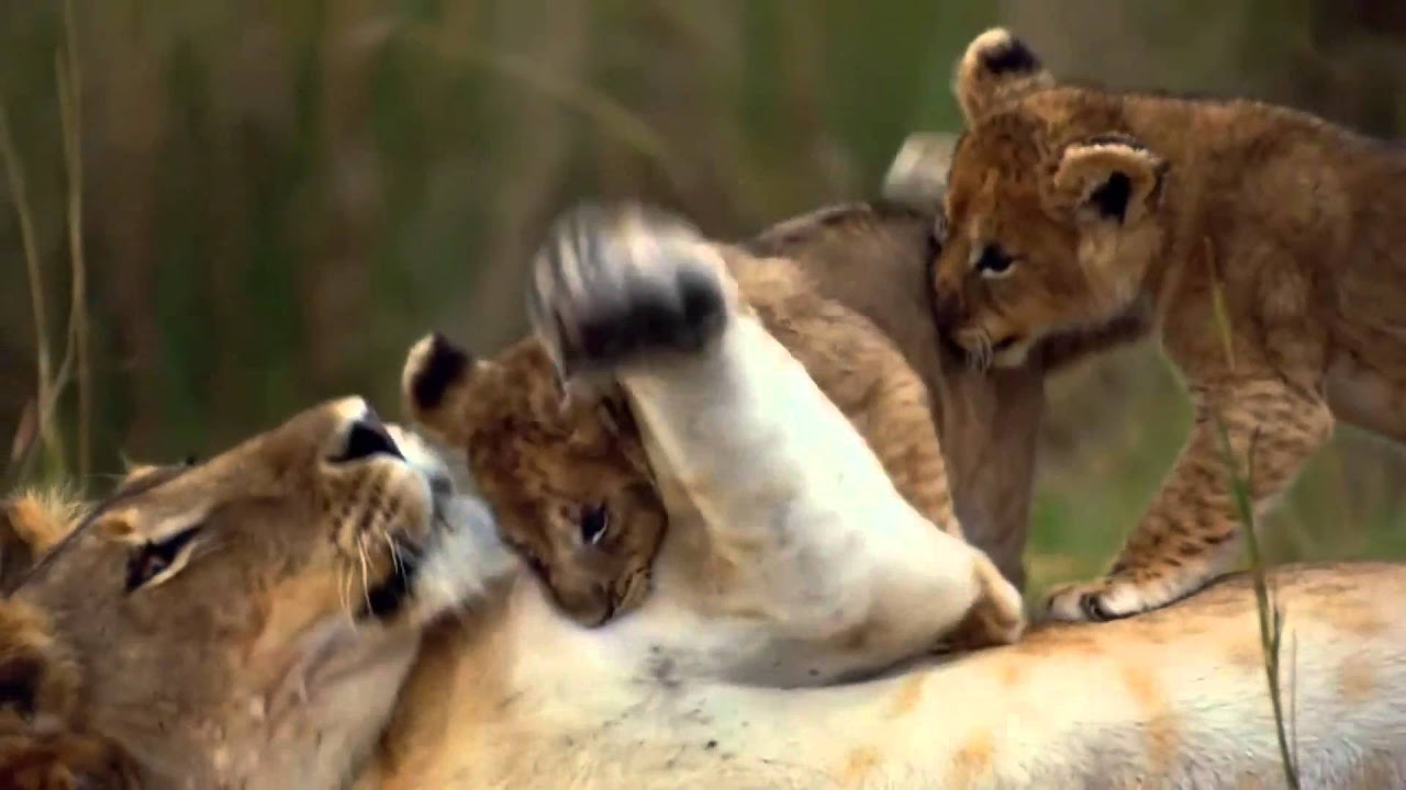Grandes felinos africanos: el reino del coraje miniatura del trailer