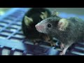 Aging and Chromatin Structure