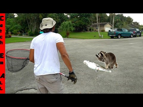 CATCHING the CRITTERS KILLING My PETS!