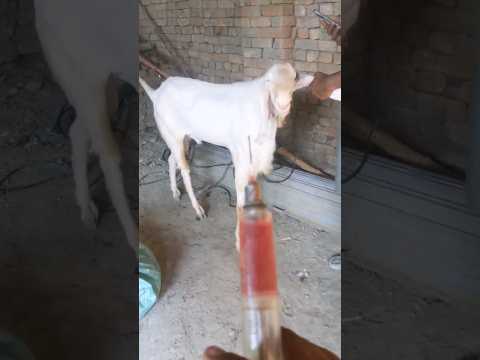 Qurbani mubarak#qurbanistatus #song #cute #love #kids #baby #goat #cowes #newmusic #animals #cowcows