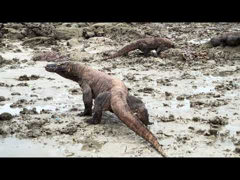 Two Komodo dragons looking for food on the edge of the sea