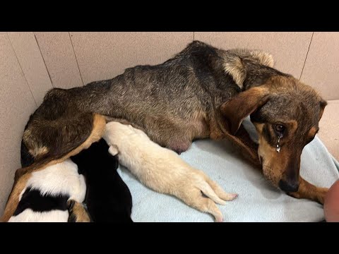 Abandoned in a cold shack, an emaciated mom fights to survive, her 7 tiny pups clinging to hope!