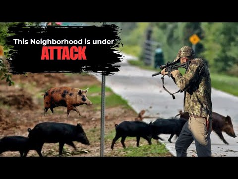 Stopping The Hog Invasion: Backyard Hog Hunting