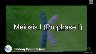 Meiosis I (Prophase I)