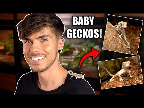 Hatching Baby Scorpion Tailed Geckos!