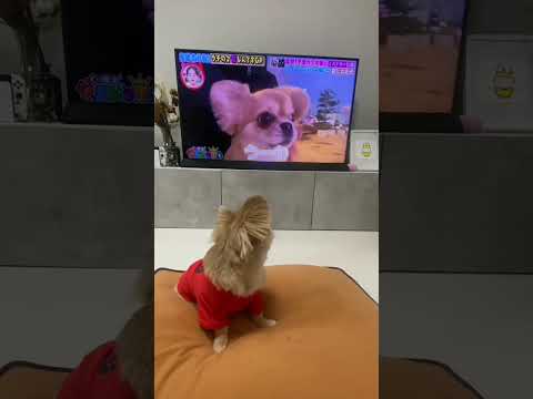 うわうわ鳴く犬をテレビで見たハナ